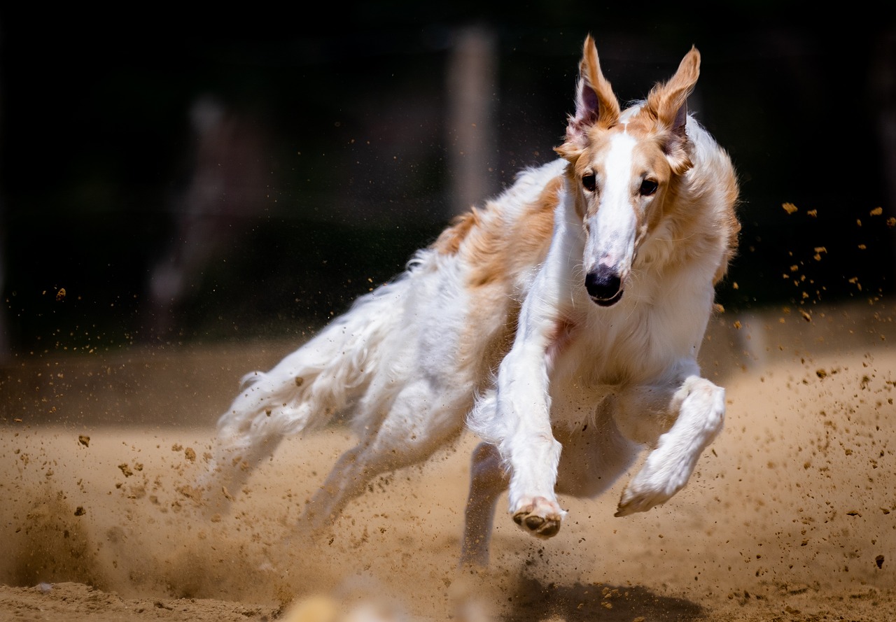 The Unique Features of the Basenji Dog